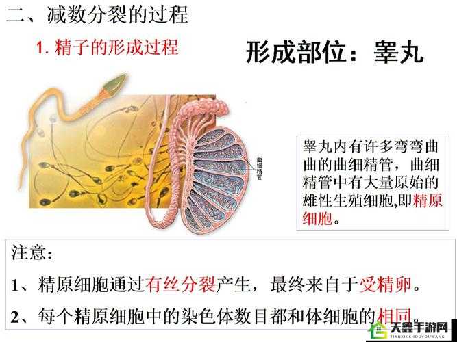 探索精二与精三区别要点